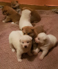 Additional photos: 8 Japanese Akita Inu Puppies - 6 Boys & 2 Girls
