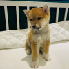 Photo №2 to announcement № 88883 for the sale of shiba inu - buy in Austria private announcement