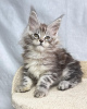 Photo №1. maine coon - for sale in the city of Berlin | negotiated | Announcement № 115136