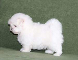 Photo №4. I will sell maltese dog in the city of Chelyabinsk. breeder - price - negotiated