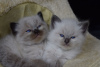 Photo №2 to announcement № 114601 for the sale of ragdoll - buy in Germany private announcement, breeder