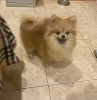 Photo №4. I will sell german spitz, pomeranian in the city of Berlin. private announcement, from nursery, breeder - price - 300$