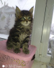 Photo №1. maine coon - for sale in the city of Vladimir | negotiated | Announcement № 8454