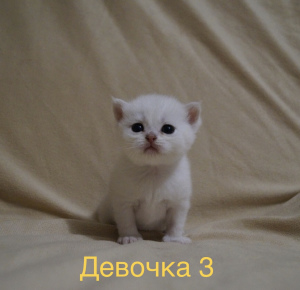 Photo №3. British cats. Russian Federation