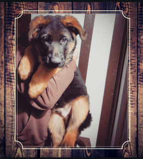 Photo №2 to announcement № 3808 for the sale of german shepherd - buy in Russian Federation private announcement