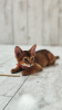 Additional photos: Elite Abyssinian kittens