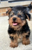 Photo №1. yorkshire terrier - for sale in the city of Kishinev | negotiated | Announcement № 124368