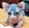 Photo №3. Thuis getrainde Sphynx-kittens voor herplaatsing of adoptie. Belgium