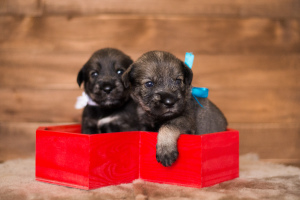 Additional photos: Mittelschnauzer puppies are offered, very beautiful, cute and playful)