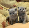 Photo №1. british shorthair - for sale in the city of Stadtallendorf | 350$ | Announcement № 125121