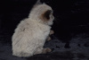 Additional photos: Healthy Ragdoll Kittens for Sale with home delivery services available