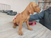 Photo №3. Hungarian Vizsla, male puppies. Serbia