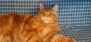 Photo №1. maine coon - for sale in the city of Yekaterinburg | 1149$ | Announcement № 3367