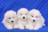 Photo №1. samoyed dog - for sale in the city of Kirov | 591$ | Announcement № 13439