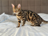 Photo №2 to announcement № 125549 for the sale of bengal cat - buy in United States private announcement, from nursery, breeder