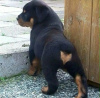 Photo №1. rottweiler - for sale in the city of Москва | negotiated | Announcement № 117647