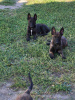 Additional photos: Dutch Shepherd puppies