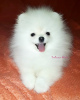 Photo №1. pomeranian - for sale in the city of Chelyabinsk | 666$ | Announcement № 9021