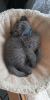 Photo №2 to announcement № 55146 for the sale of british shorthair - buy in Germany from nursery, from the shelter, breeder