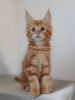 Photo №2 to announcement № 8188 for the sale of maine coon - buy in Poland private announcement