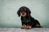 Photo №2 to announcement № 119604 for the sale of dachshund - buy in Russian Federation breeder