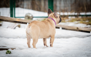 Photo №4. I will sell french bulldog in the city of Rybinsk. breeder - price - 683$
