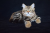 Photo №2 to announcement № 7974 for the sale of siberian cat - buy in Kazakhstan from nursery