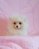 Photo №1. pomeranian - for sale in the city of Minsk | 208$ | Announcement № 89549