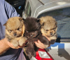 Photo №1. pomeranian - for sale in the city of Belgrade | 423$ | Announcement № 119439