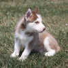 Photo №1. siberian husky - for sale in the city of Warsaw | 454$ | Announcement № 101116