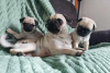 Photo №1. pug - for sale in the city of Zürich | negotiated | Announcement № 102981