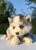 Photo №1. pomeranian - for sale in the city of Belgrade | Is free | Announcement № 98363