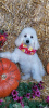 Photo №4. I will sell poodle (royal) in the city of Krivoy Rog. from nursery - price - negotiated