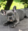 Photo №1. french bulldog - for sale in the city of Five Points | 550$ | Announcement № 120947