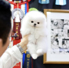 Photo №1. pomeranian - for sale in the city of San Francisco | 400$ | Announcement № 41872