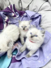 Photo №3. Ragdoll kittens viewings now welcome. Switzerland