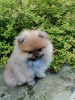 Additional photos: FOR SALE. Exclusive 100% Zwergspitz Pomeranian Puppies (two males)