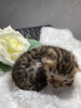 Additional photos: Purebred Bengal kittens, large selection
