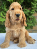 Photo №4. I will sell english cocker spaniel in the city of Ada.  - price - Is free