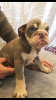 Photo №2 to announcement № 118103 for the sale of english bulldog - buy in Germany private announcement, breeder