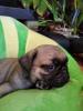 Photo №4. I will sell pug in the city of Khmelnitsky. private announcement - price - 280$