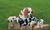 Photo №3. Adorable King Charles Cavaliers. Ukraine