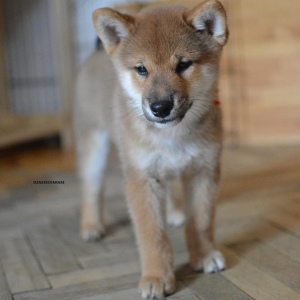 Photo №2 to announcement № 1546 for the sale of shiba inu - buy in Russian Federation from nursery
