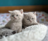 Photo №1. british shorthair - for sale in the city of Ferschweiler | Is free | Announcement № 120406