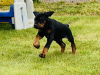 Photo №2 to announcement № 36949 for the sale of dobermann - buy in Russian Federation private announcement