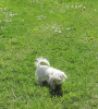 Photo №2 to announcement № 36093 for the sale of maltese dog - buy in Lithuania private announcement