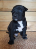 Additional photos: american pit bull terrier puppies