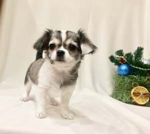 Additional photos: Chihuahua boy, color genetics, documents RKF