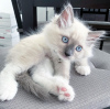 Photo №1. ragdoll - for sale in the city of Штутгарт | negotiated | Announcement № 117830