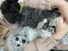 Photo №4. I will sell poodle (dwarf) in the city of Chemnitz. private announcement - price - negotiated